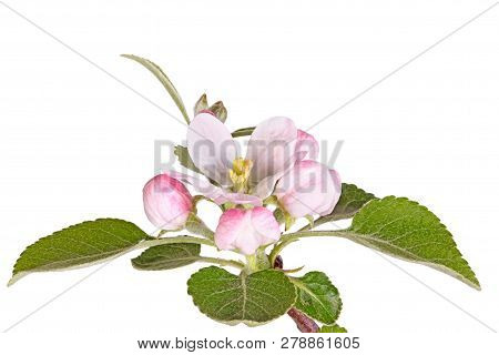 Open Flower, Numerous Buds And New Spring Leaves Of An Apple Tree (malus Domestica) Isolated Against