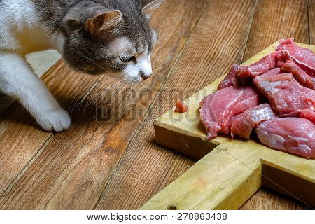 Gray Cat Gently Steals A Piece Of Fresh Meat From The Cutting Board. Feed The Pet With Raw Meat. Pee