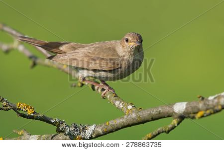 Thrush Nightingale Perched In Bush In Sweet Light