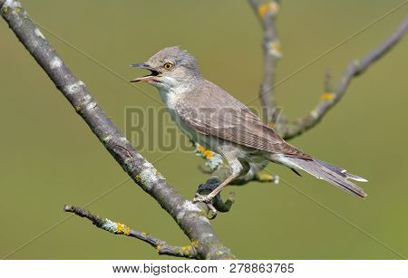 Barred Warbler Perched On Branch With Open Beak