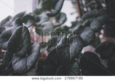 Low Key Lighting Nature Background, Green Leaves In Natural Light And Shadow
