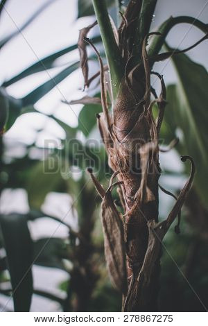 Beautiful Of Green Plant Tropical Background Floral