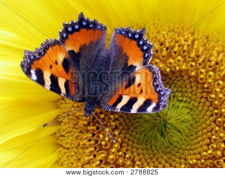 Papillon sur le tournesol