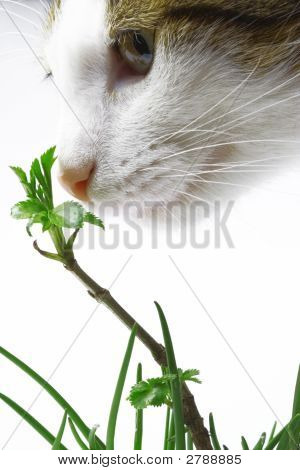 Kedi kokulu ağaç