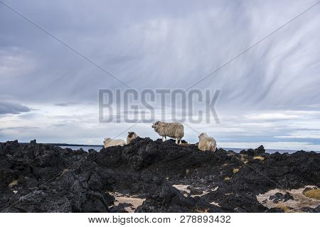 Group Of Icelandic Sheep Near The Coast. Blue Sky.