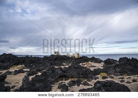 Group Of Icelandic Sheep Near The Coast. Blue Sky.