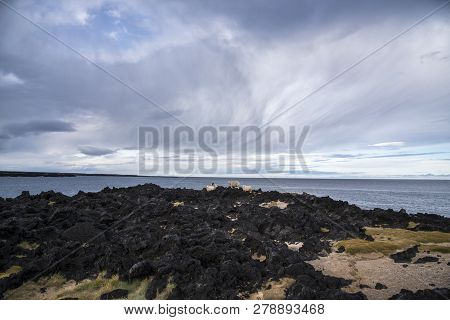 Group Of Icelandic Sheep Near The Coast. Blue Sky.