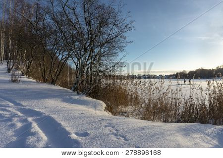 Lengthy Tracks In Deep Fresh Snow Next To Forest Of Tall Bare Trees Positioned In Front Of Light Blu