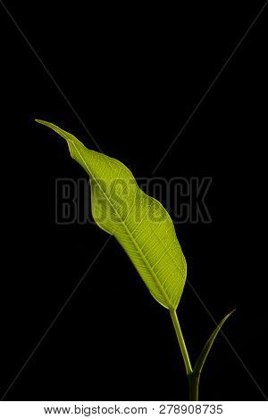 Green Leaf Of Ficus Benjamina On A Black Background. Close-up, Macro