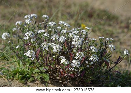 Sweet Alison - Lobularia Maritima 
Growing On Sand Dunes