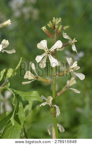 Rocket - Eruca Vesicaria 
Native Wild Flower Of The Mediterranean