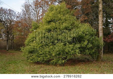 Bamboo-leaved Oak - Quercus Myrsinifolia 
From Se Asia