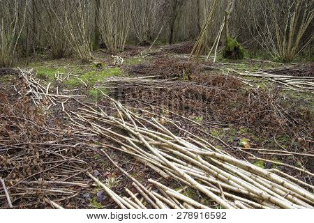 Common Hazel - Corylus Avellana 
Traditional Copice Managed Woodland