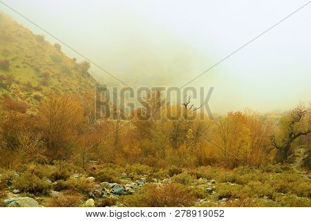Willow And Cottonwood Trees Changing Colors During Autumn Besides A Creek Taken At A Riparian Woodla