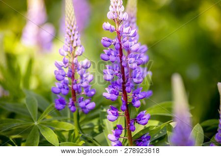 Grassy Field With Purple Lupines Dolly Shot. A Dolly Shot Past Purple Lupines.