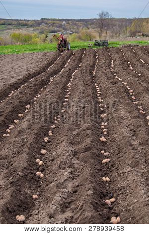 Potatoes In Boxes For Planting. Planting Potatoes On His Land In The Village.