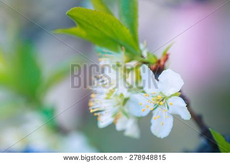Prunus Cerasus, Sour Cherry, Tart , Or Dwarf, Morello, Amarelle, Montmorency Cherry White Delicate F