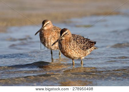 Long-billed Dowitcher, Limnodromus Scolopaceus, On The Tidal Flats Of Fort De Soto State Park, Flori
