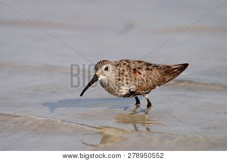 Dunlin, Calidris Alpina, On The Tidal Flats Of Fort De Soto State Park, Florida.