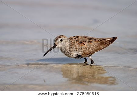 Dunlin, Calidris Alpina, On The Tidal Flats Of Fort De Soto State Park, Florida.