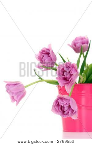 Temps de printemps !