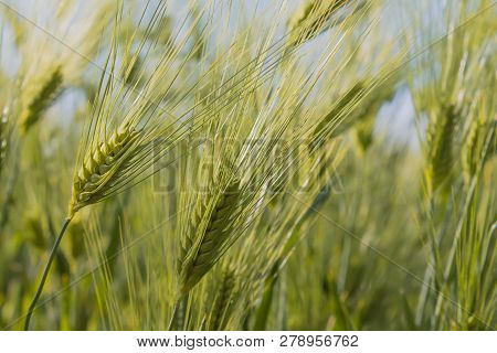 Ears Of Wheat In Windy Summer Close-up