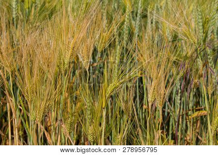 Field Of Hard Wheat In Sunny Weather.