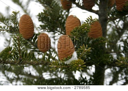 Furtree
