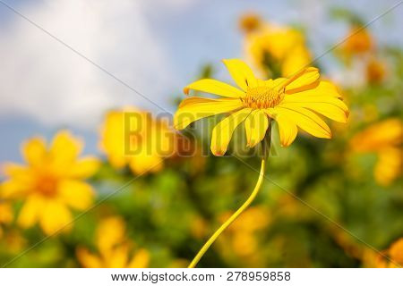Closeup Single Yellow Tree Marigold Or Maxican Sunflower In Blur Background Of The Flower.