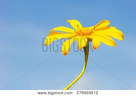 Closeup Single Yellow Tree Marigold Or Maxican Sunflower In The Blue Background Of The Sky.