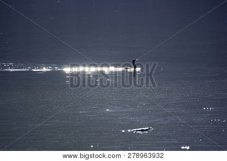 Beautiful Light Great Cormorant Spreading His Wings Sitting On A Stone