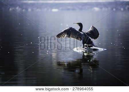 Beautiful Light Great Cormorant Spreading His Wings Sitting On A Stone