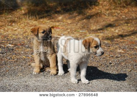 To små hunde