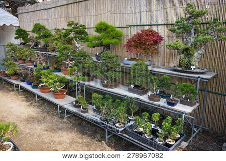 Miyazaki, Japan - November 8, 2018: Bonsai tree sale at the autumn garden plant market at the Miyazaki Jingu grounds 