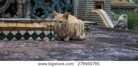 Picture Of A Red Cat That Is Waiting On A Pagoda Of The Wat Pho In Bangkok, Thailand