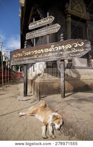 Chiang Mai, Thailand - 29th November 2018 : Sleeping Dog Under The Wooden Signboard Of The Wat Phan 