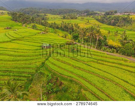 稻上飞照片 图片、插图和矢量图(免费) - Bigstock