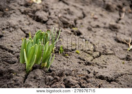 Young Green Plant Shoots Breaks Everywhere Frozen Ground In The Spring