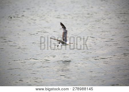 Free Seagull Flies Carefree Over The Water Of The Sea