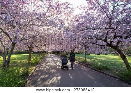 Copenhagen, Denmark - April 20, 2016: People On An Alley Of Blooming Cherry Trees At  Bispebjerg Cem