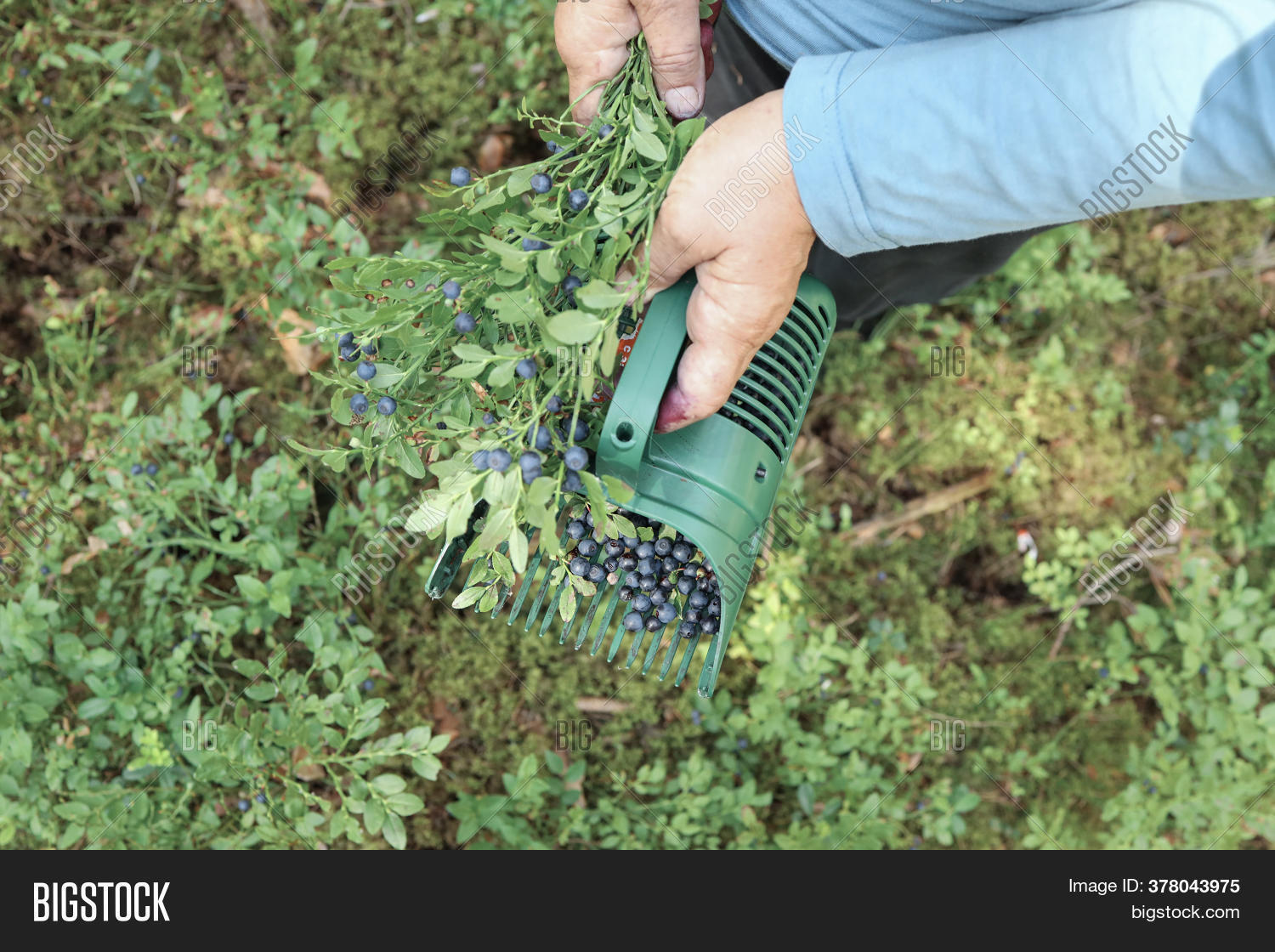 Handheld Harvester Image & Photo (Free Trial) Bigstock