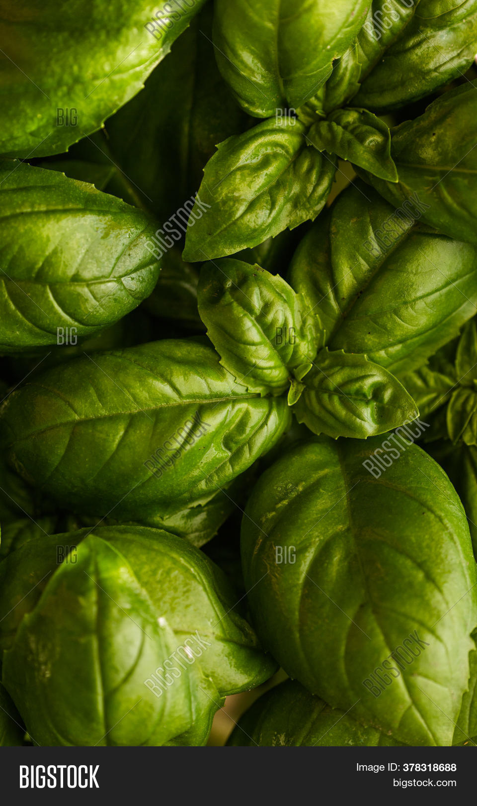 Closeup Basil. Green Image & Photo (Free Trial) Bigstock