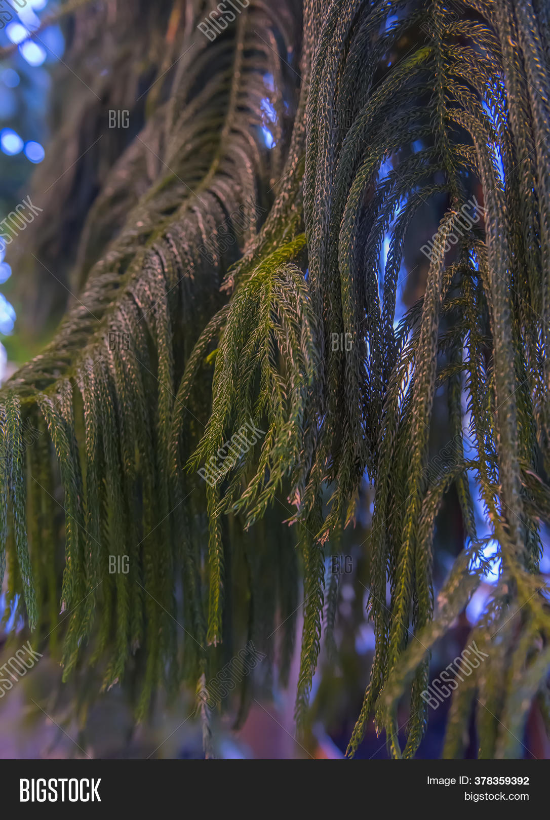 Needleleaf Tree, Image & Photo (Free Trial) Bigstock