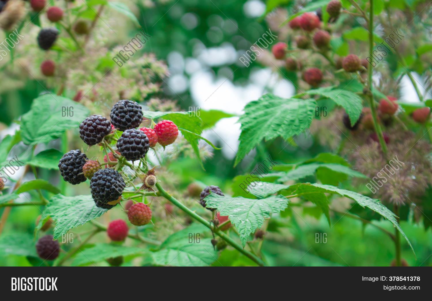 Blackberries On Bush. Image & Photo (Free Trial) Bigstock