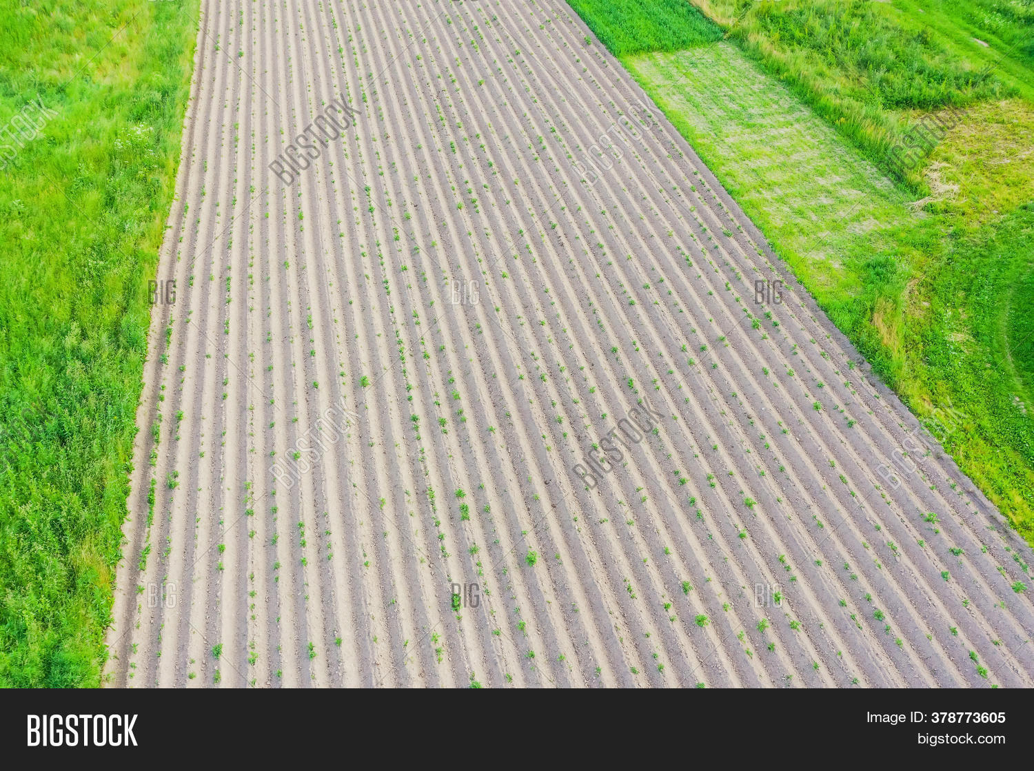 Spudding Soil Around Image & Photo (Free Trial) | Bigstock