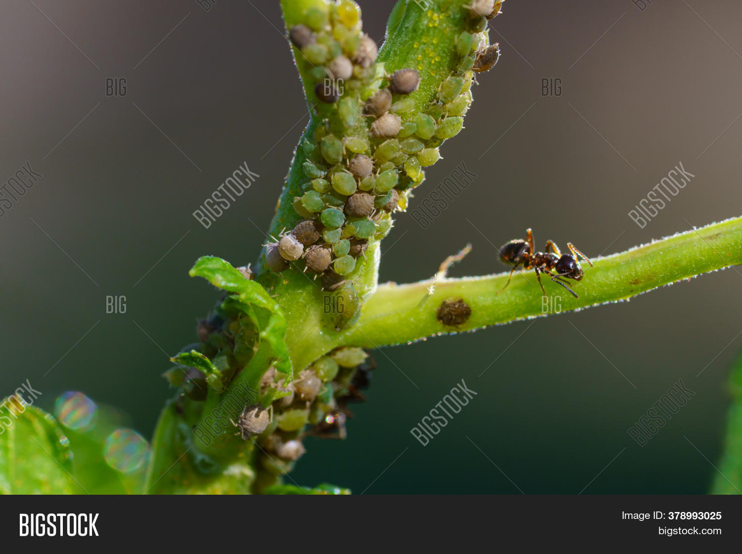 Colony Aphids Ants On Image & Photo (Free Trial) Bigstock