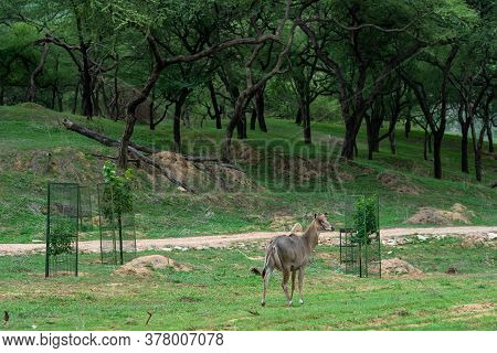 Infected Eyes Female Nilgai Or Blue Bull Or Boselaphus Tragocamelus Portrait In Natural Green Monsoo