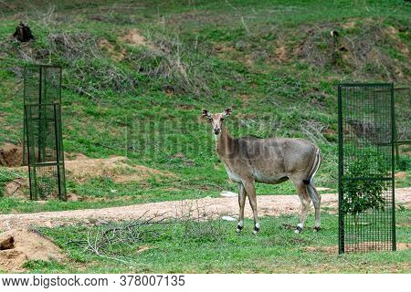 Infected Eyes Female Nilgai Or Blue Bull Or Boselaphus Tragocamelus Portrait In Natural Green Monsoo