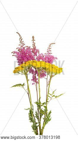 Astilba Summer Flower Isolated On White Background