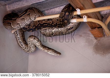 Python snake hiding in the house behind the electric wires